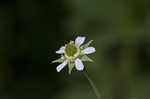 White avens